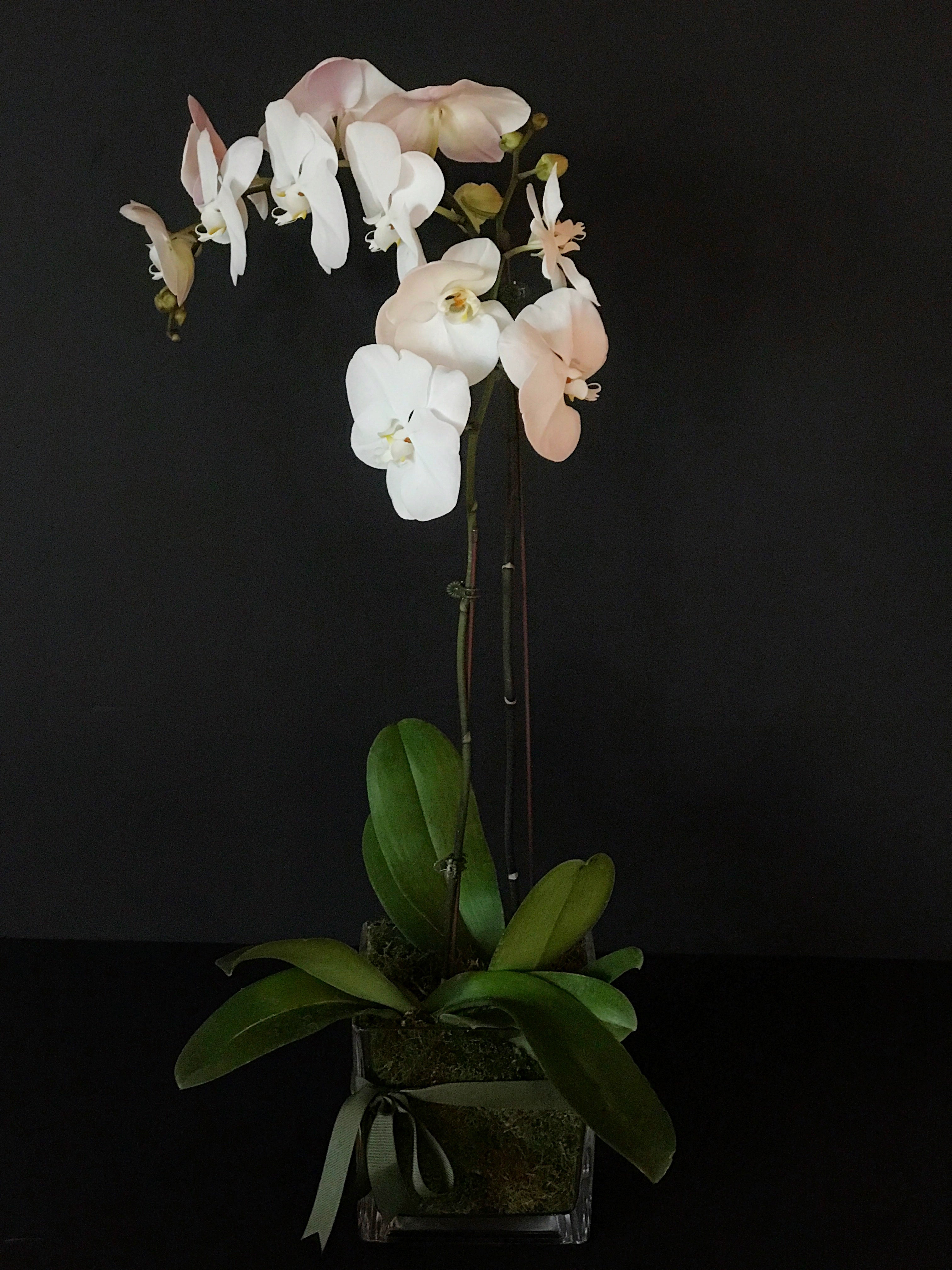 Orquídea