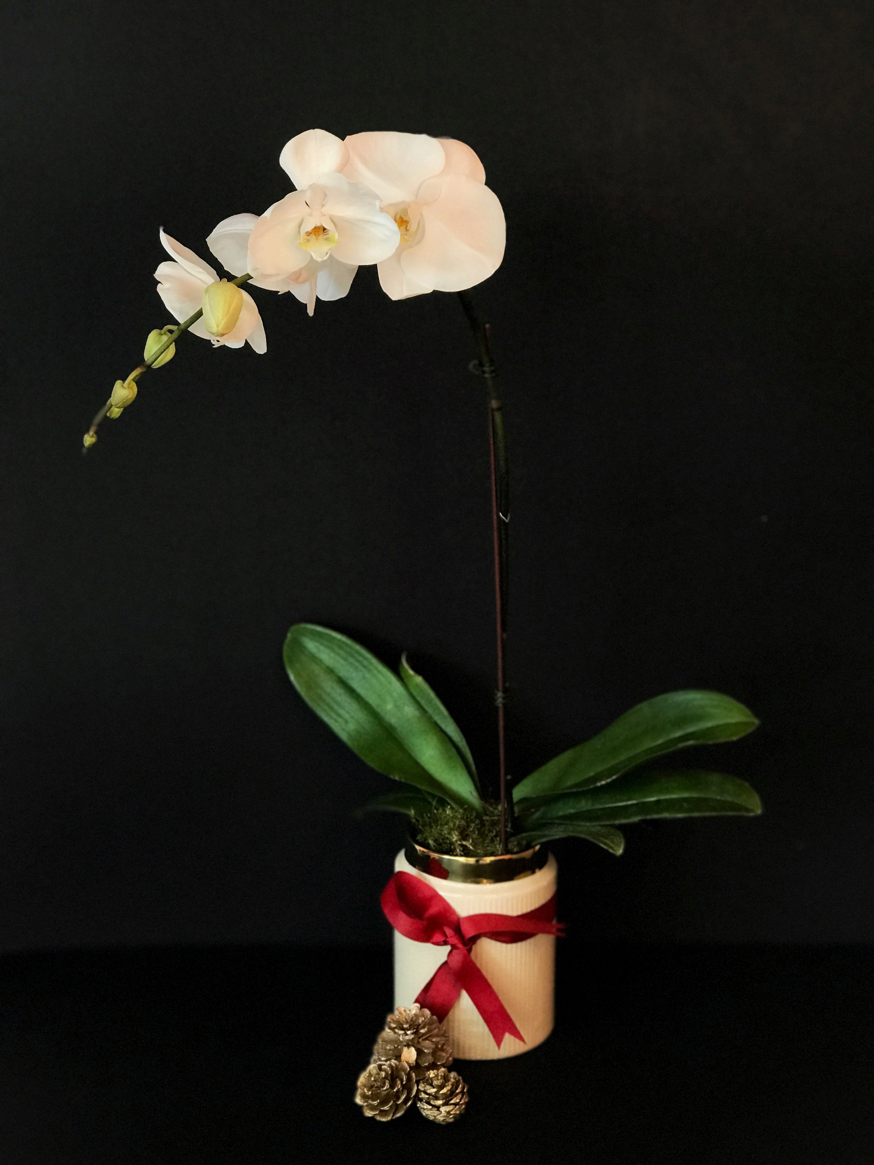 The Orchid