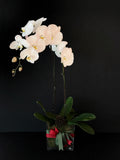 Orquídea