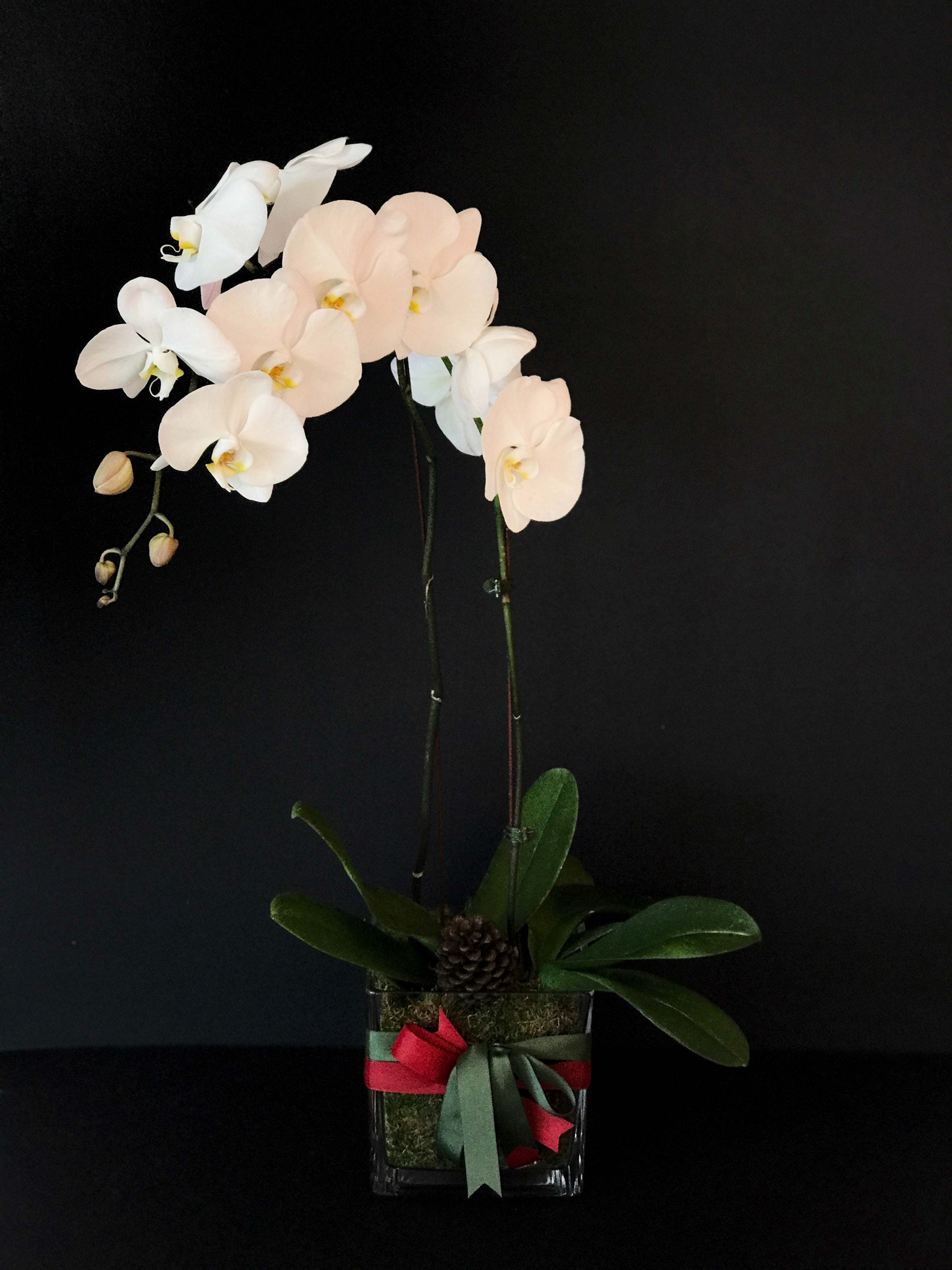 Orquídea