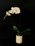 The Orchid